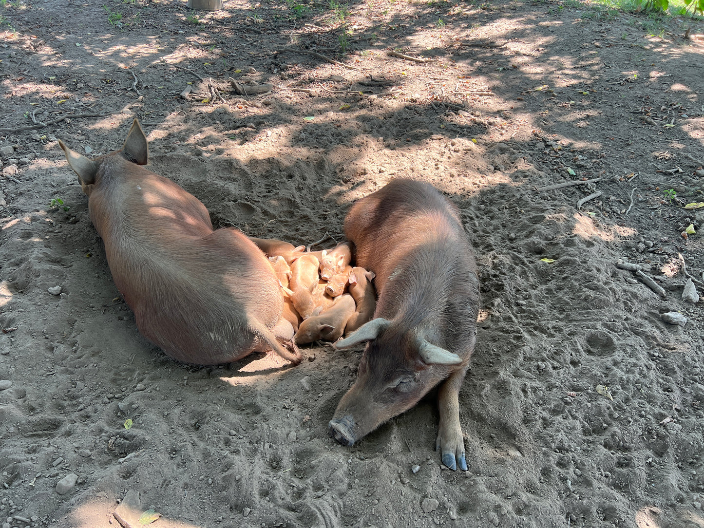 Herd Share Red Wattle Hogs (Heritage Pork) - Deposit and Contract