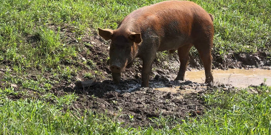 Half Hog Herd Share Red Wattle Hogs (Heritage Pork) - Deposit and Contract