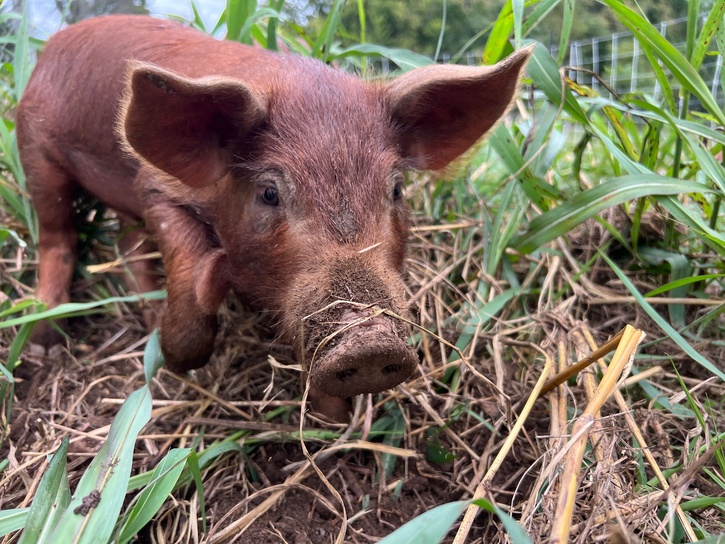 Half Hog Herd Share Red Wattle Hogs (Heritage Pork) - Deposit and Contract