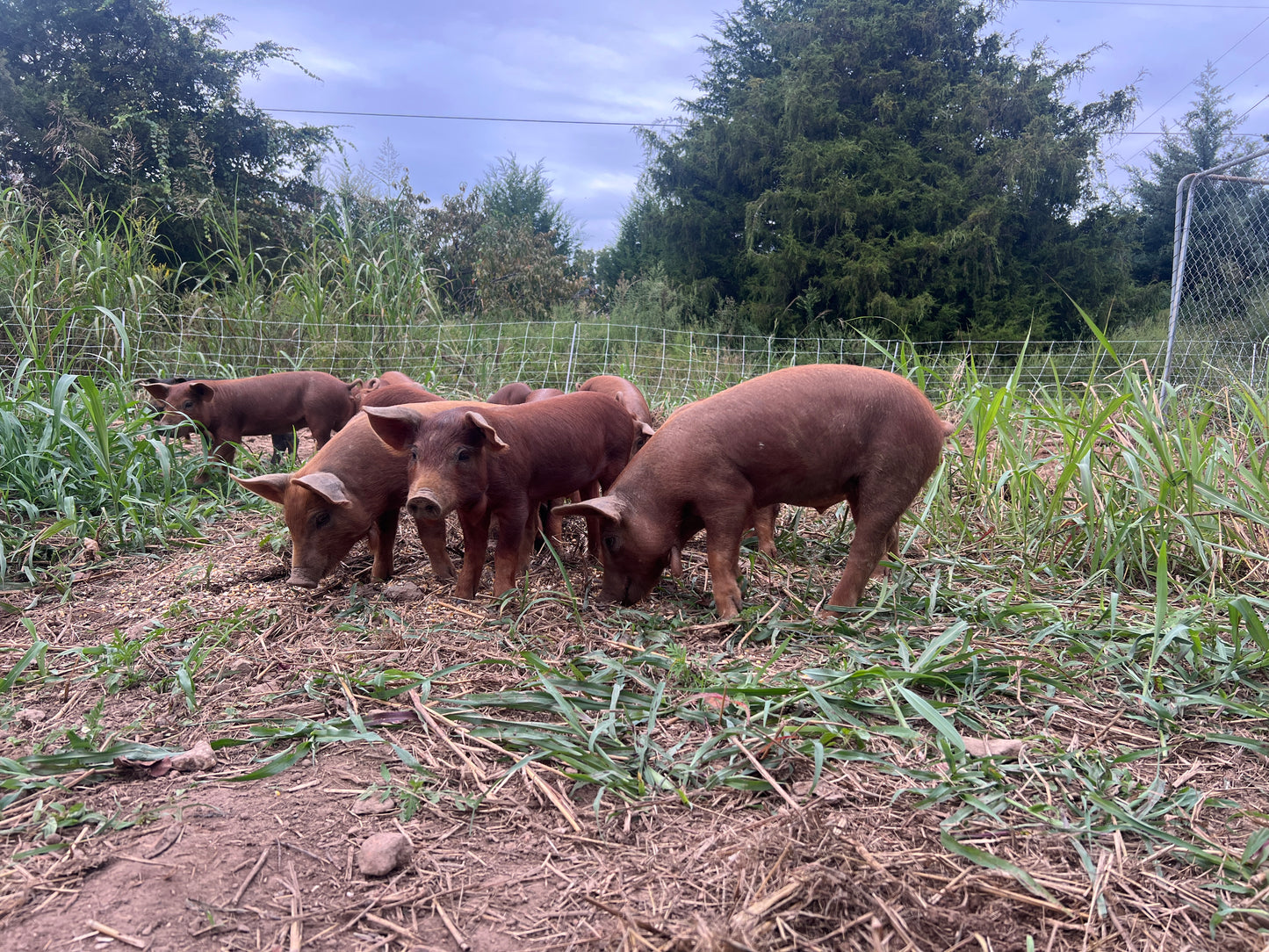 Whole Hog Herd Share Red Wattle Hogs (Heritage Pork) - Deposit and Contract