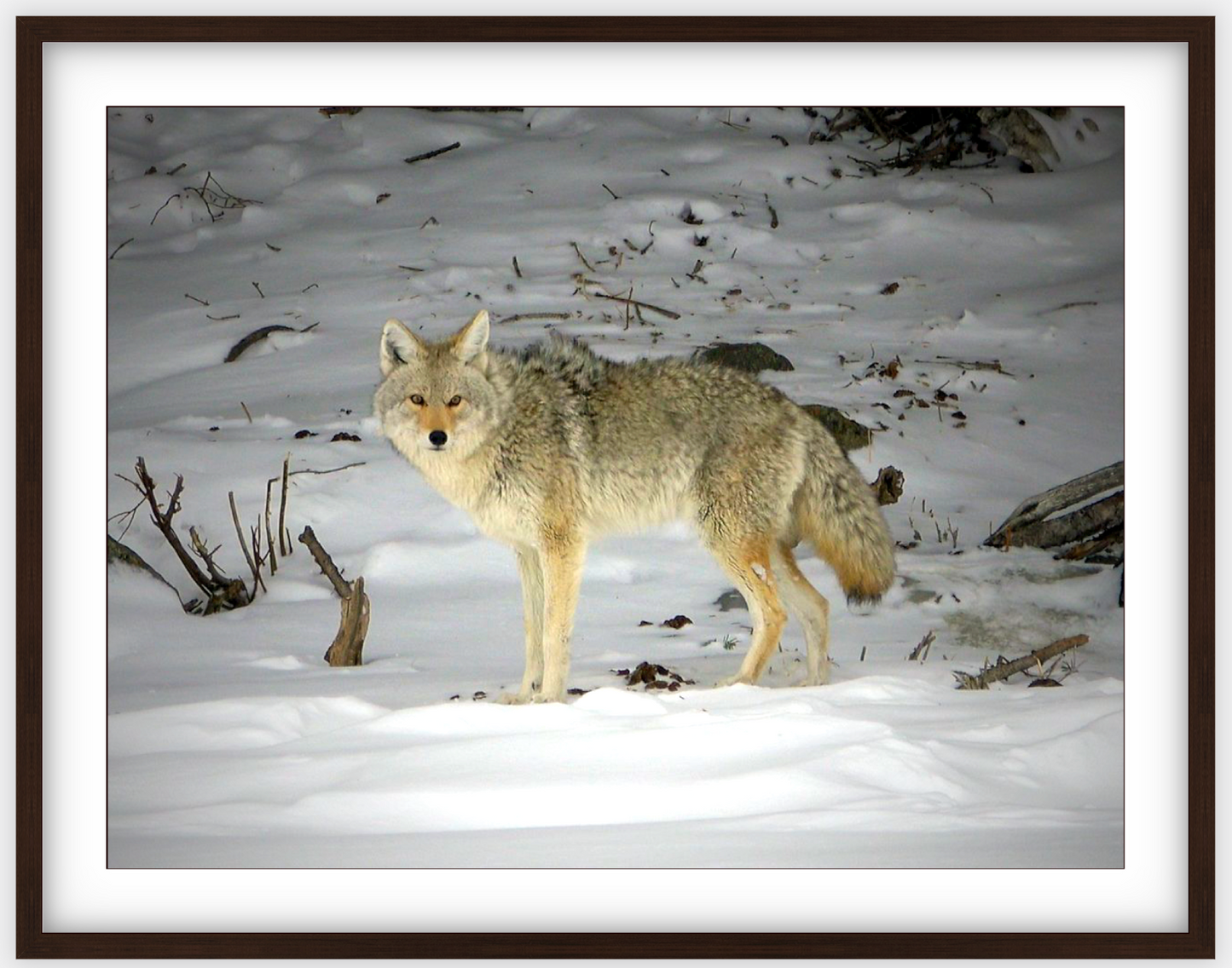 Yellowstone Coyote Framed Print