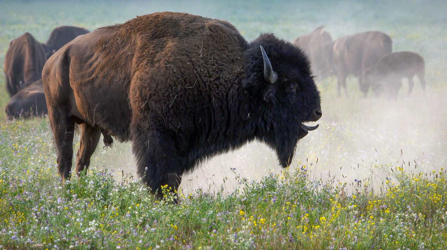 NATIVE Film Bison Documentary Limited Edition Prints