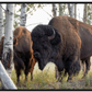 Bison Amongst the Aspens Canvas Print (LIMITED 25 PRINTS)