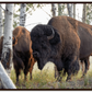 Bison Amongst the Aspens Canvas Print (LIMITED 25 PRINTS)