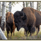 Bison Amongst the Aspens Canvas Print (LIMITED 25 PRINTS)