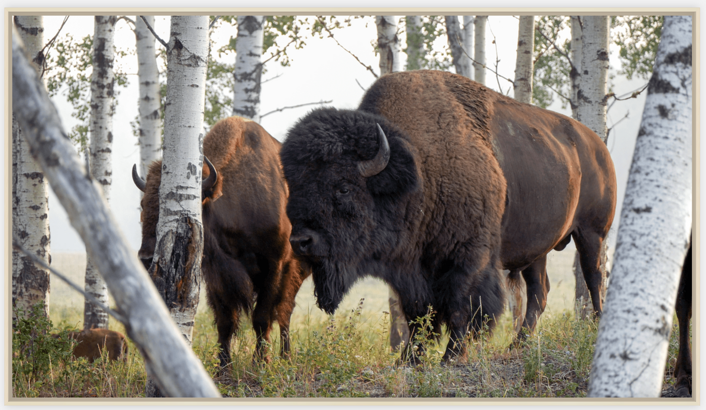 Bison Amongst the Aspens Canvas Print (LIMITED 25 PRINTS)