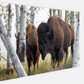 Bison Amongst the Aspens Canvas Print (LIMITED 25 PRINTS)