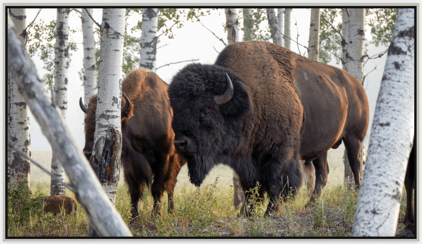 Bison Amongst the Aspens Canvas Print (LIMITED 25 PRINTS)