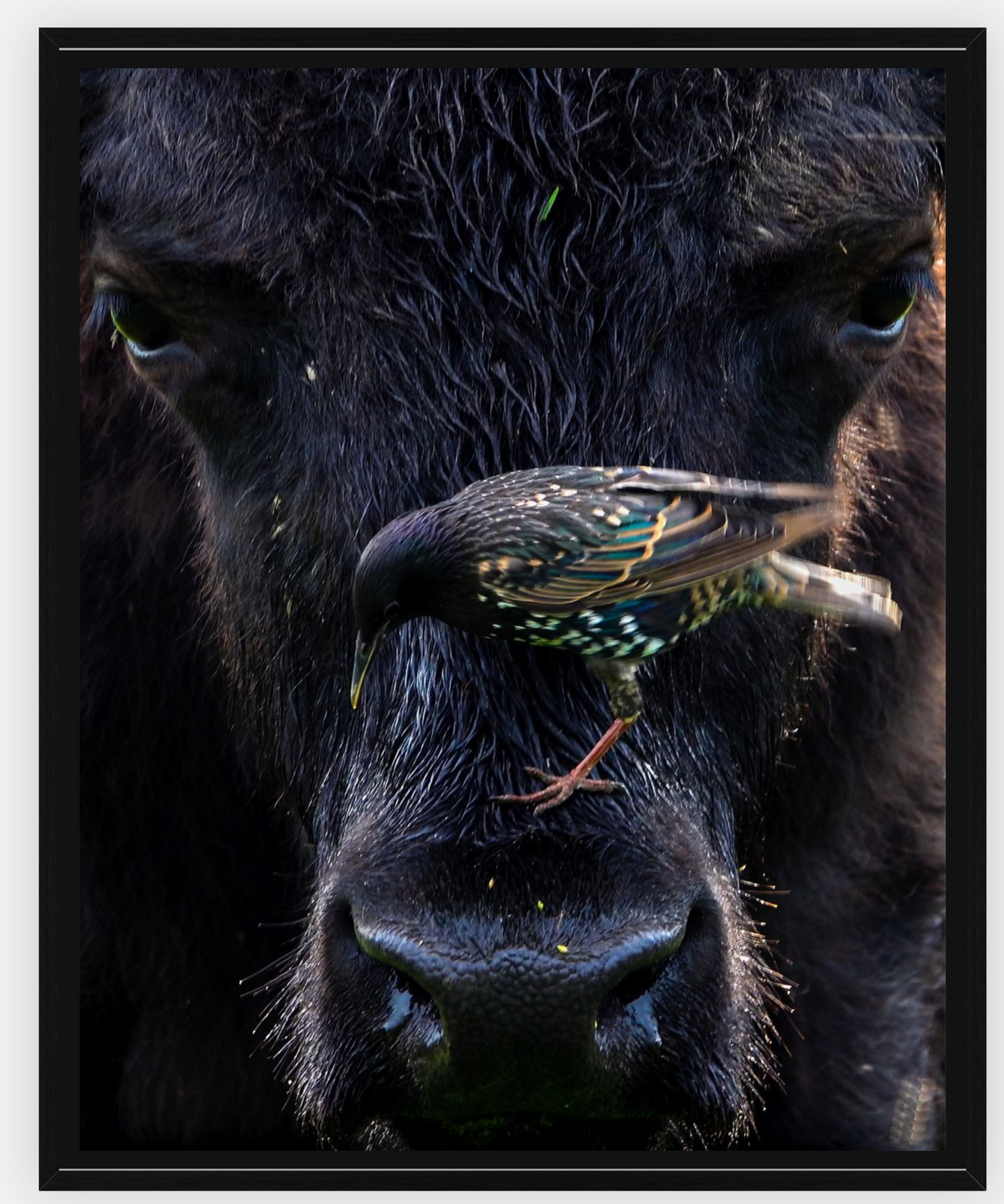 Bison Bird Canvas Print (SPECIAL LIMIT 4 OF 5 REMAINING)