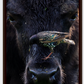 Bison Bird Canvas Print (SPECIAL LIMIT 4 OF 5 REMAINING)