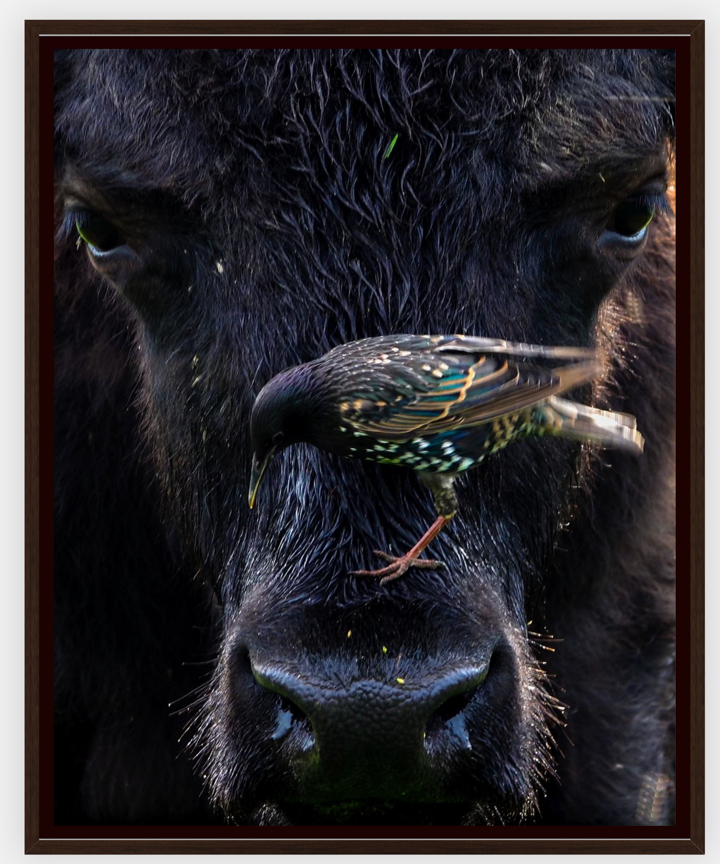 Bison Bird Canvas Print (SPECIAL LIMIT 4 OF 5 REMAINING)