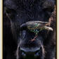 Bison Bird Canvas Print (SPECIAL LIMIT 4 OF 5 REMAINING)