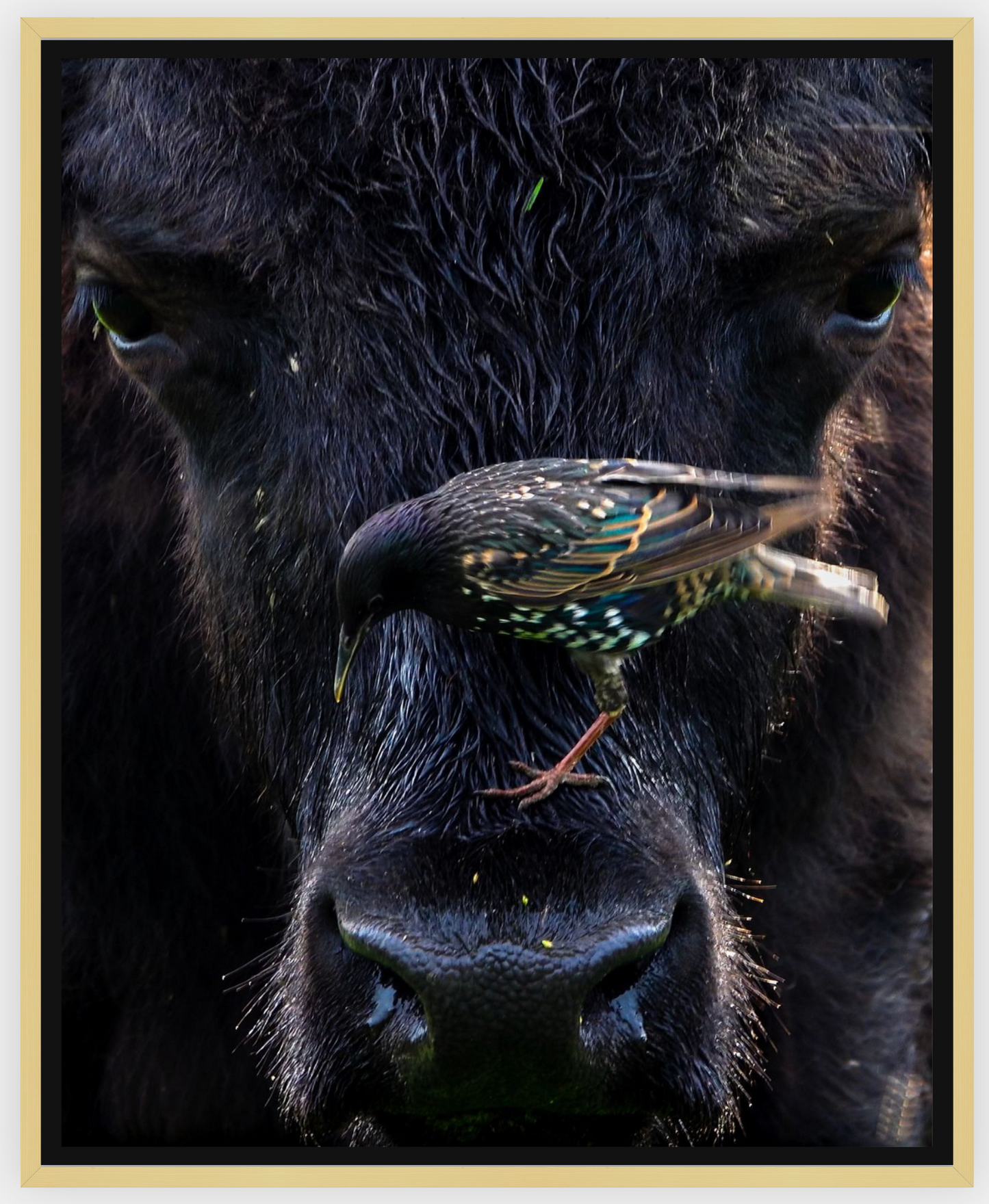 Bison Bird Canvas Print (SPECIAL LIMIT 4 OF 5 REMAINING)