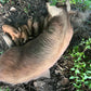 Herd Share Red Wattle Hogs (Heritage Pork) - Deposit and Contract