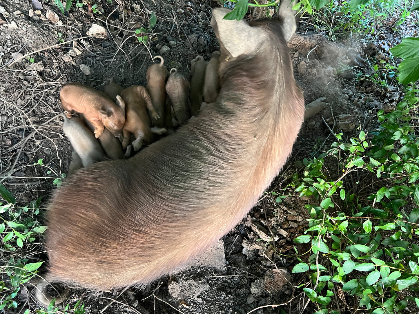 Herd Share Red Wattle Hogs (Heritage Pork) - Deposit and Contract
