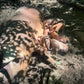 Herd Share Red Wattle Hogs (Heritage Pork) - Deposit and Contract