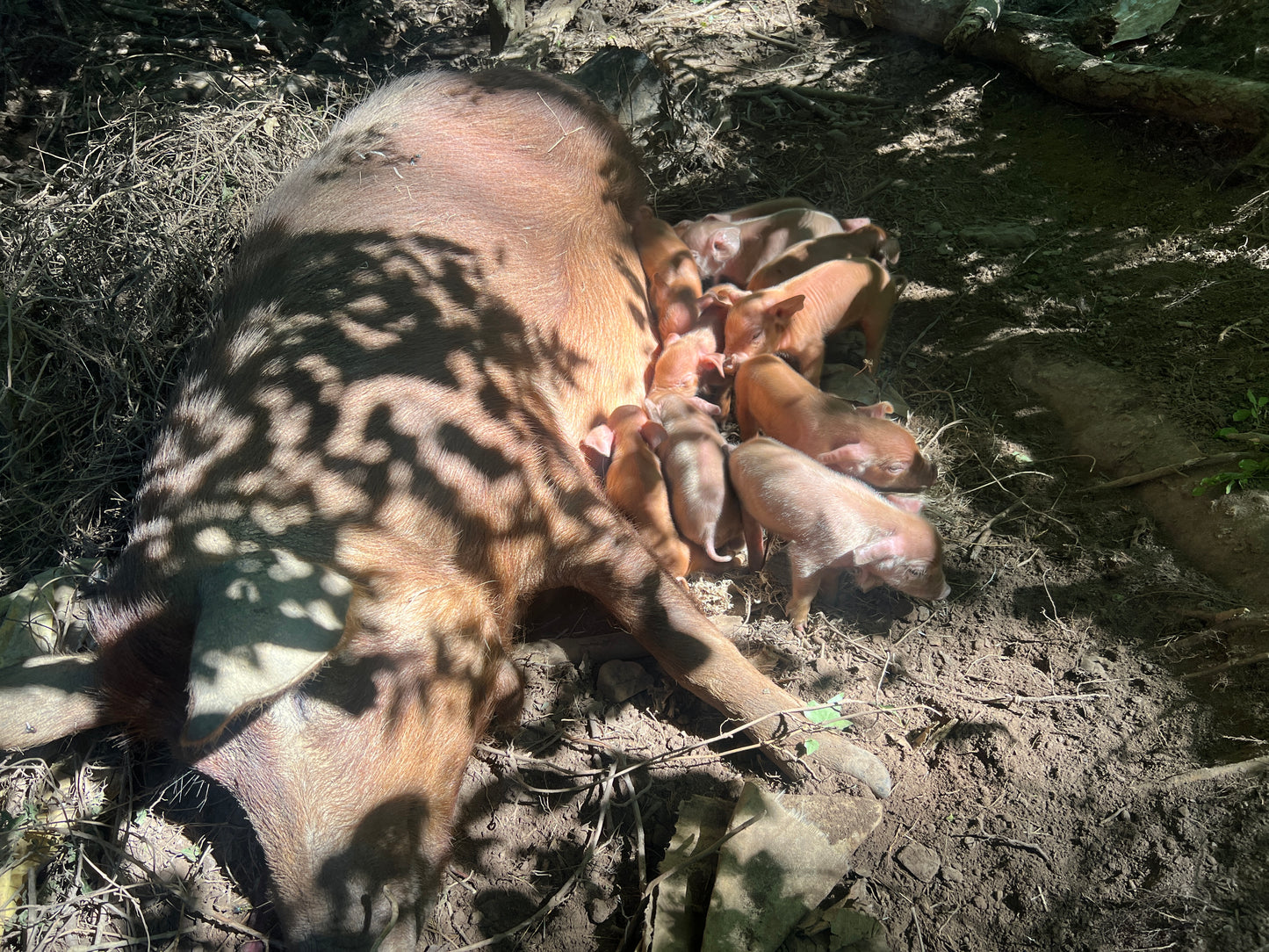 Herd Share Red Wattle Hogs (Heritage Pork) - Deposit and Contract