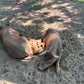 Herd Share Red Wattle Hogs (Heritage Pork) - Deposit and Contract