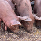 Herd Share Red Wattle Hogs (Heritage Pork) - Deposit and Contract