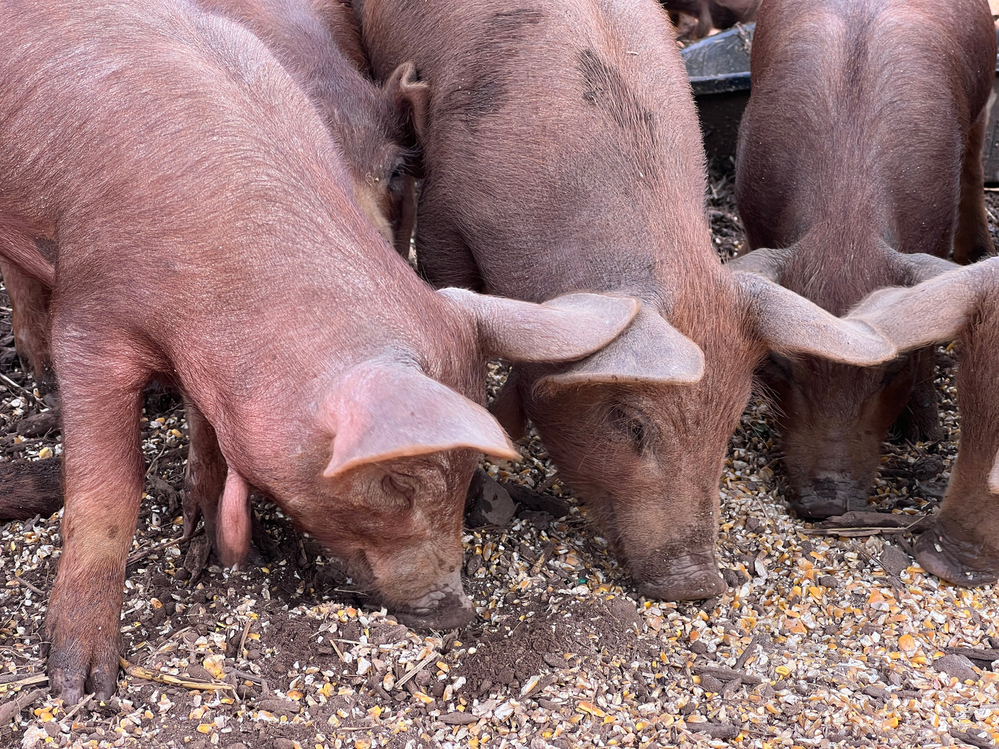 Herd Share Red Wattle Hogs (Heritage Pork) - Deposit and Contract