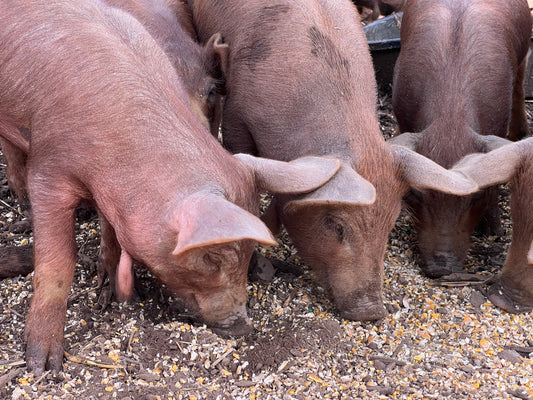 Herd Share Red Wattle Hogs (Heritage Pork) - Deposit and Contract
