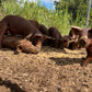Herd Share Red Wattle Hogs (Heritage Pork) - Deposit and Contract