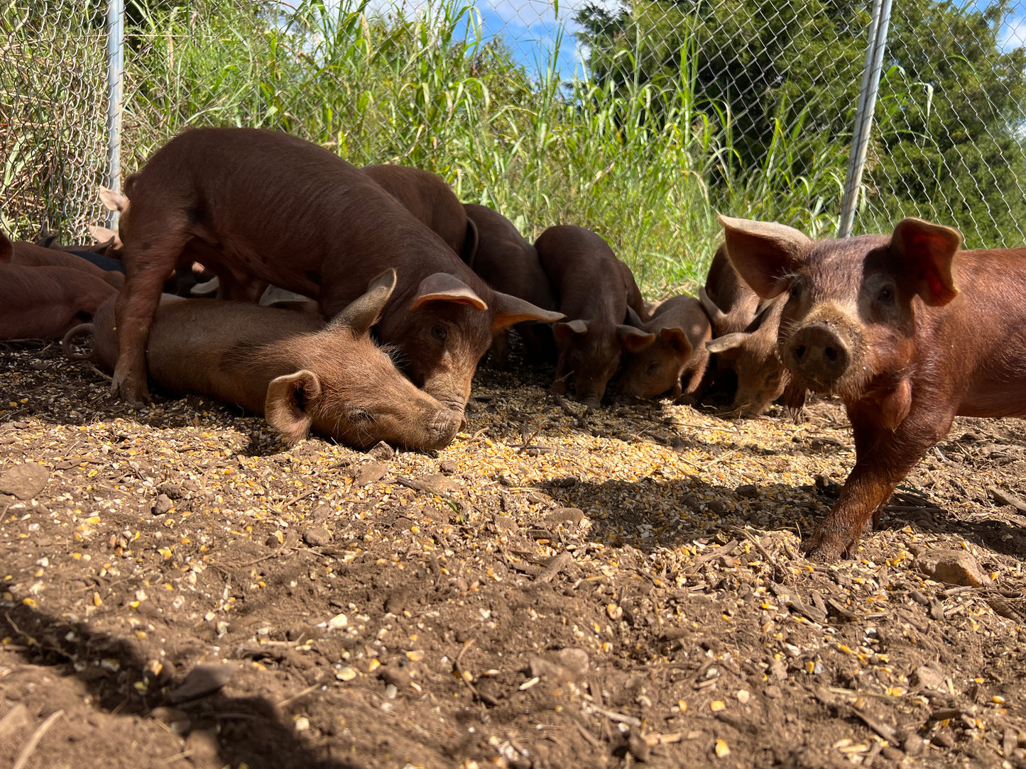 Herd Share Red Wattle Hogs (Heritage Pork) - Deposit and Contract