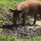 Whole Hog Herd Share Red Wattle Hogs (Heritage Pork) - Deposit and Contract