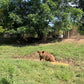 Herd Share Red Wattle Hogs (Heritage Pork) - Deposit and Contract