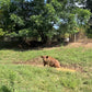 Whole Hog Herd Share Red Wattle Hogs (Heritage Pork) - Deposit and Contract