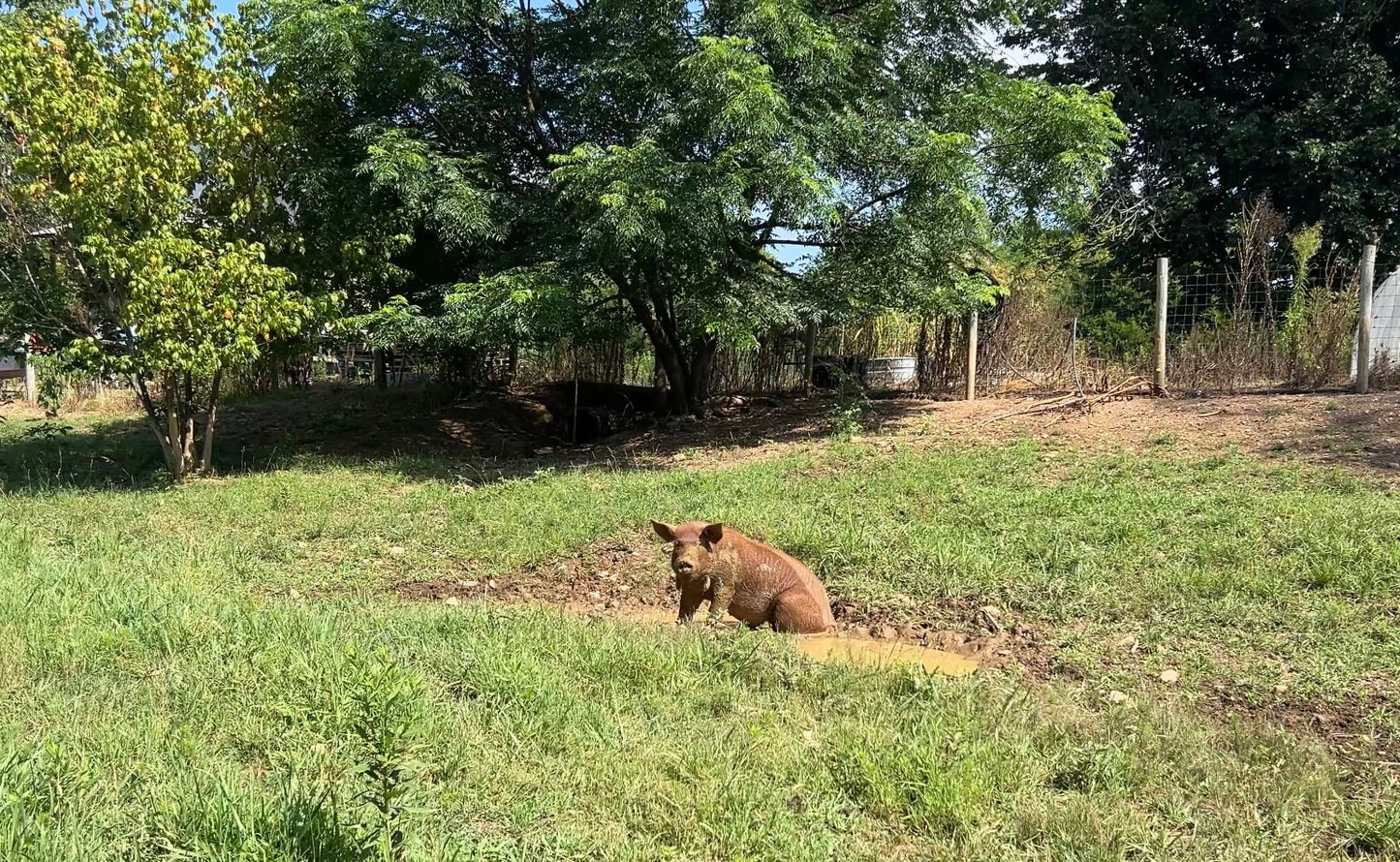 Whole Hog Herd Share Red Wattle Hogs (Heritage Pork) - Deposit and Contract