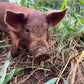 Whole Hog Herd Share Red Wattle Hogs (Heritage Pork) - Deposit and Contract