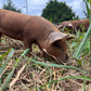 Whole Hog Herd Share Red Wattle Hogs (Heritage Pork) - Deposit and Contract