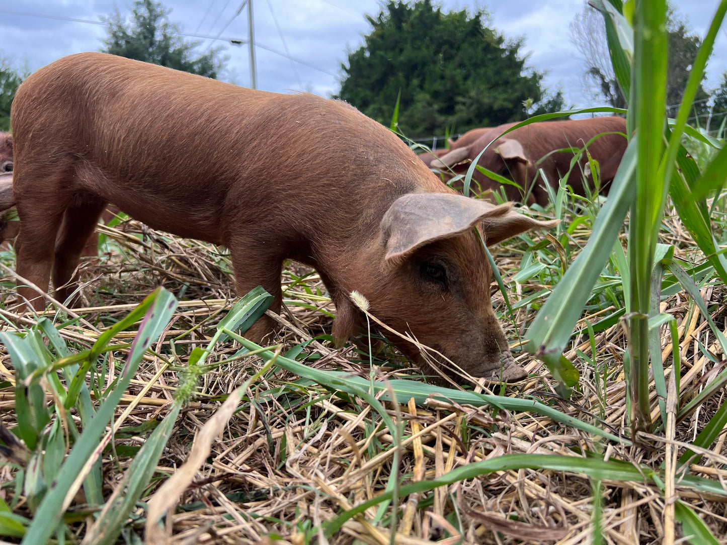 Whole Hog Herd Share Red Wattle Hogs (Heritage Pork) - Deposit and Contract