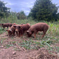 Whole Hog Herd Share Red Wattle Hogs (Heritage Pork) - Deposit and Contract
