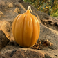 Autumn Harvest — Pure Beeswax Fall Candle Collection