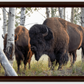 Bison Amongst the Aspens Canvas Print (LIMITED 25 PRINTS)