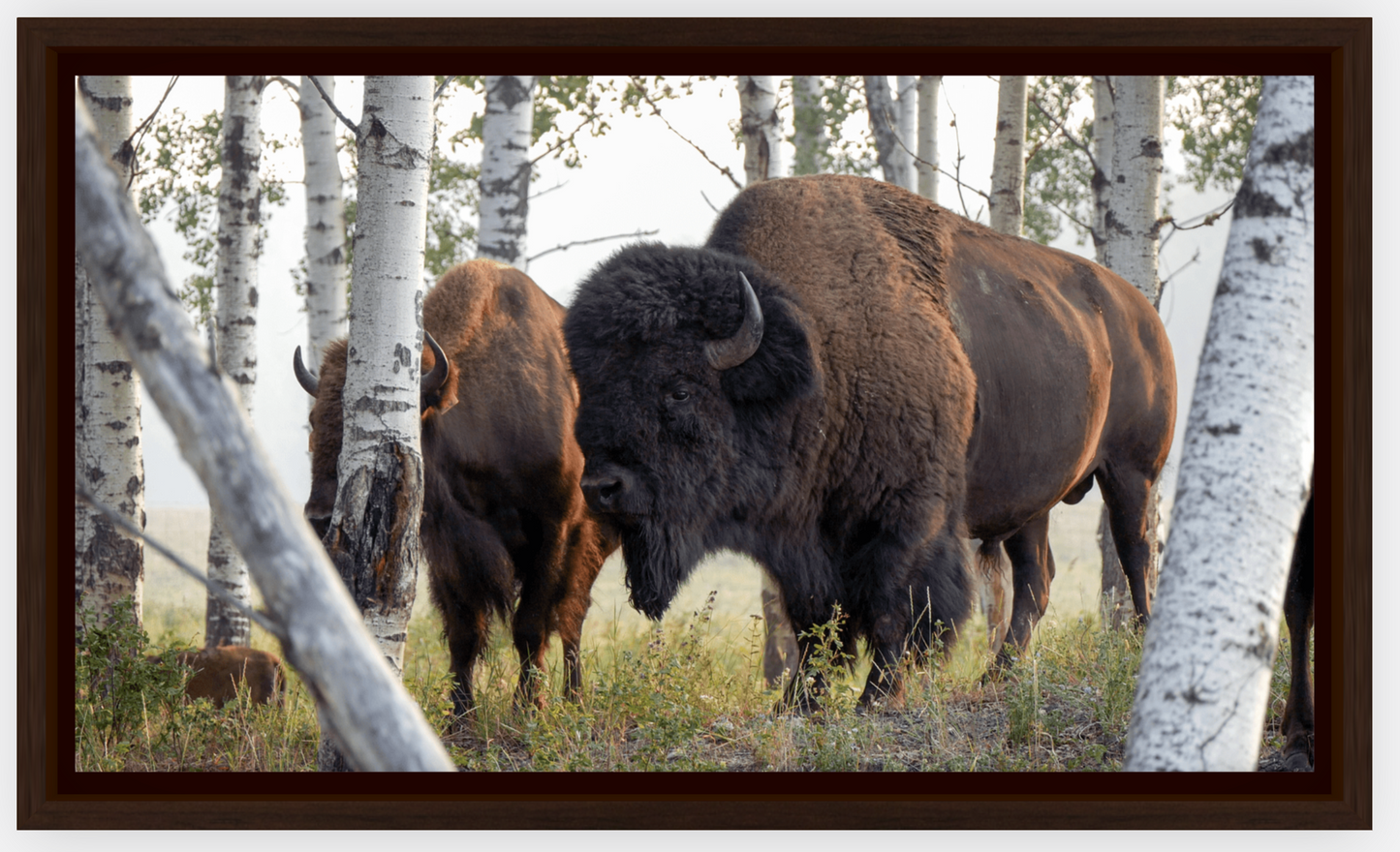 Bison Amongst the Aspens Canvas Print (LIMITED 25 PRINTS)