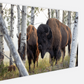 Bison Amongst the Aspens Canvas Print (LIMITED 25 PRINTS)