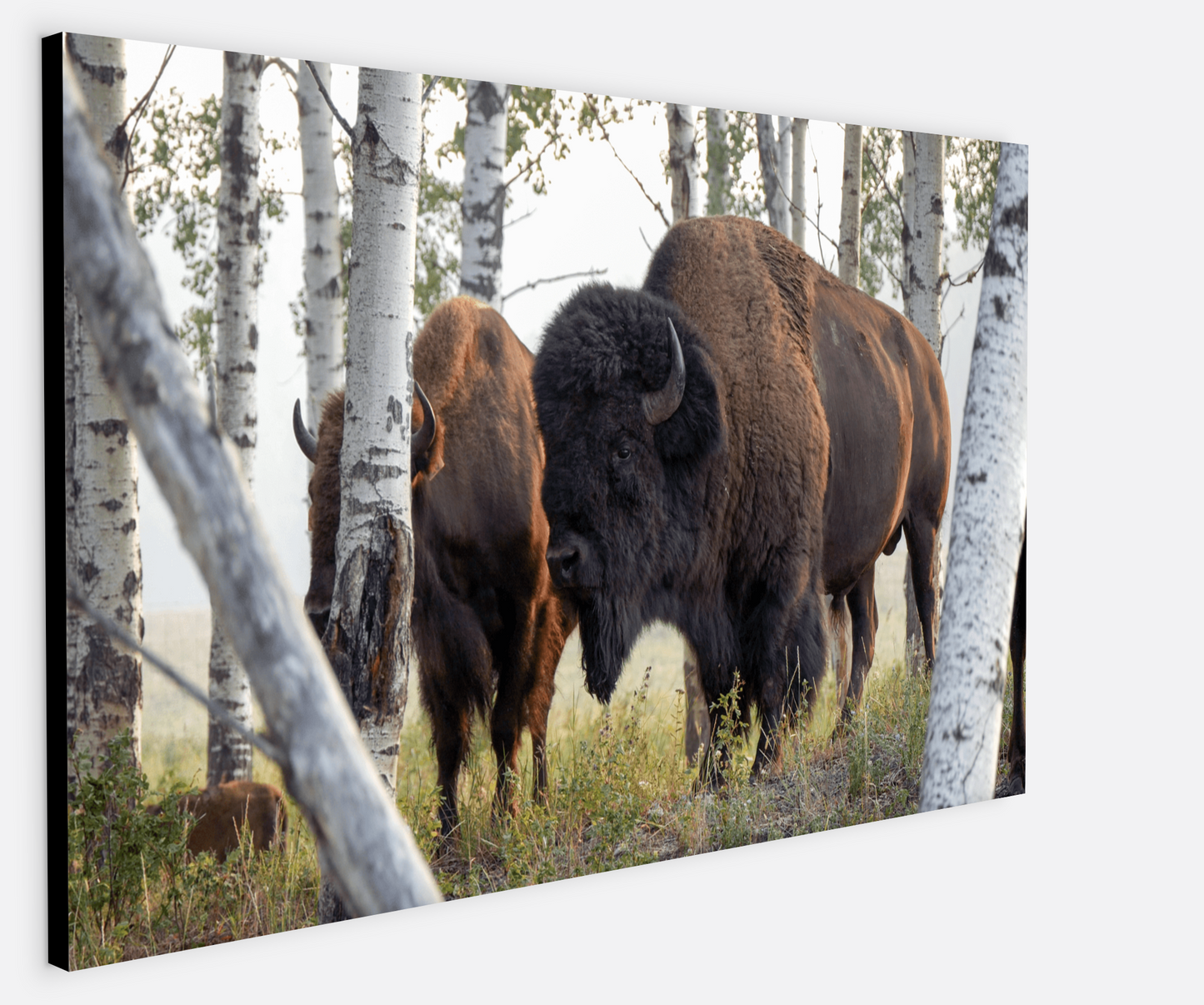 Bison Amongst the Aspens Canvas Print (LIMITED 25 PRINTS)