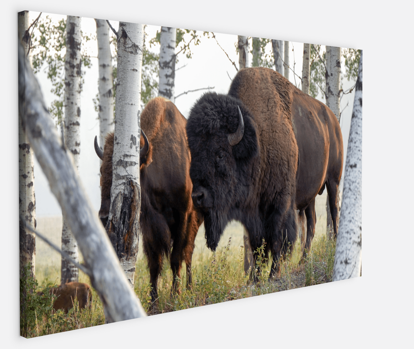 Bison Amongst the Aspens Canvas Print (LIMITED 25 PRINTS)