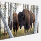 Bison Amongst the Aspens Canvas Print (LIMITED 25 PRINTS)