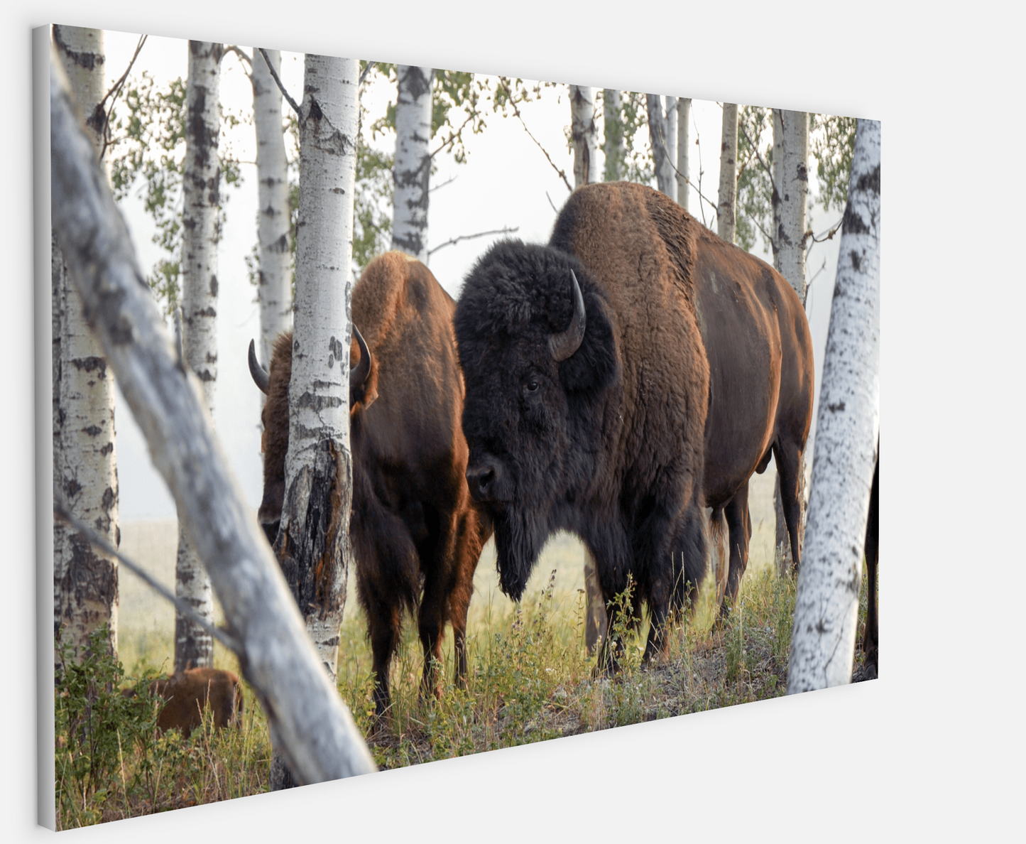 Bison Amongst the Aspens Canvas Print (LIMITED 25 PRINTS)