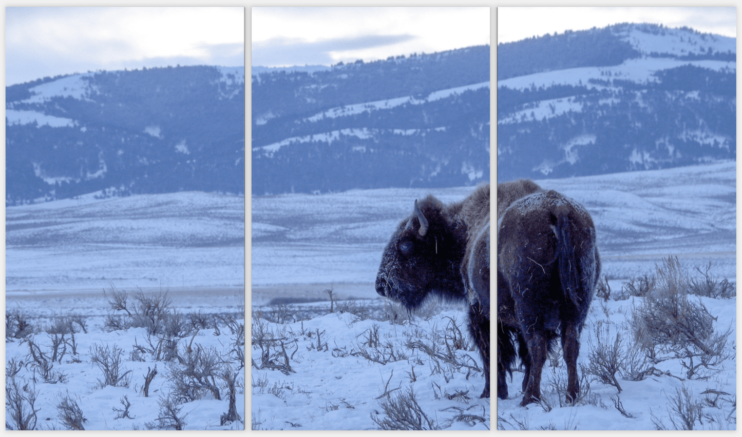 Bitter Cold Bison Morning Tryptych (LIMITED 25 PRINTS)