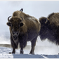 Bison Hot Springs Canvas Print (LIMITED 25 PRINTS)