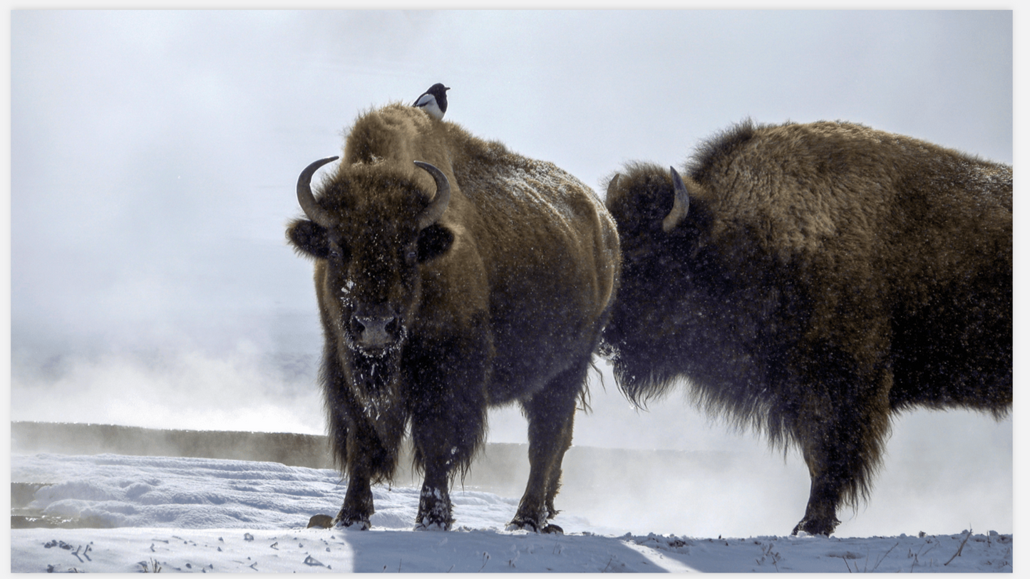 Bison Hot Springs Canvas Print (LIMITED 25 PRINTS)