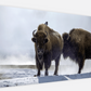 Bison Hot Springs Canvas Print (LIMITED 25 PRINTS)