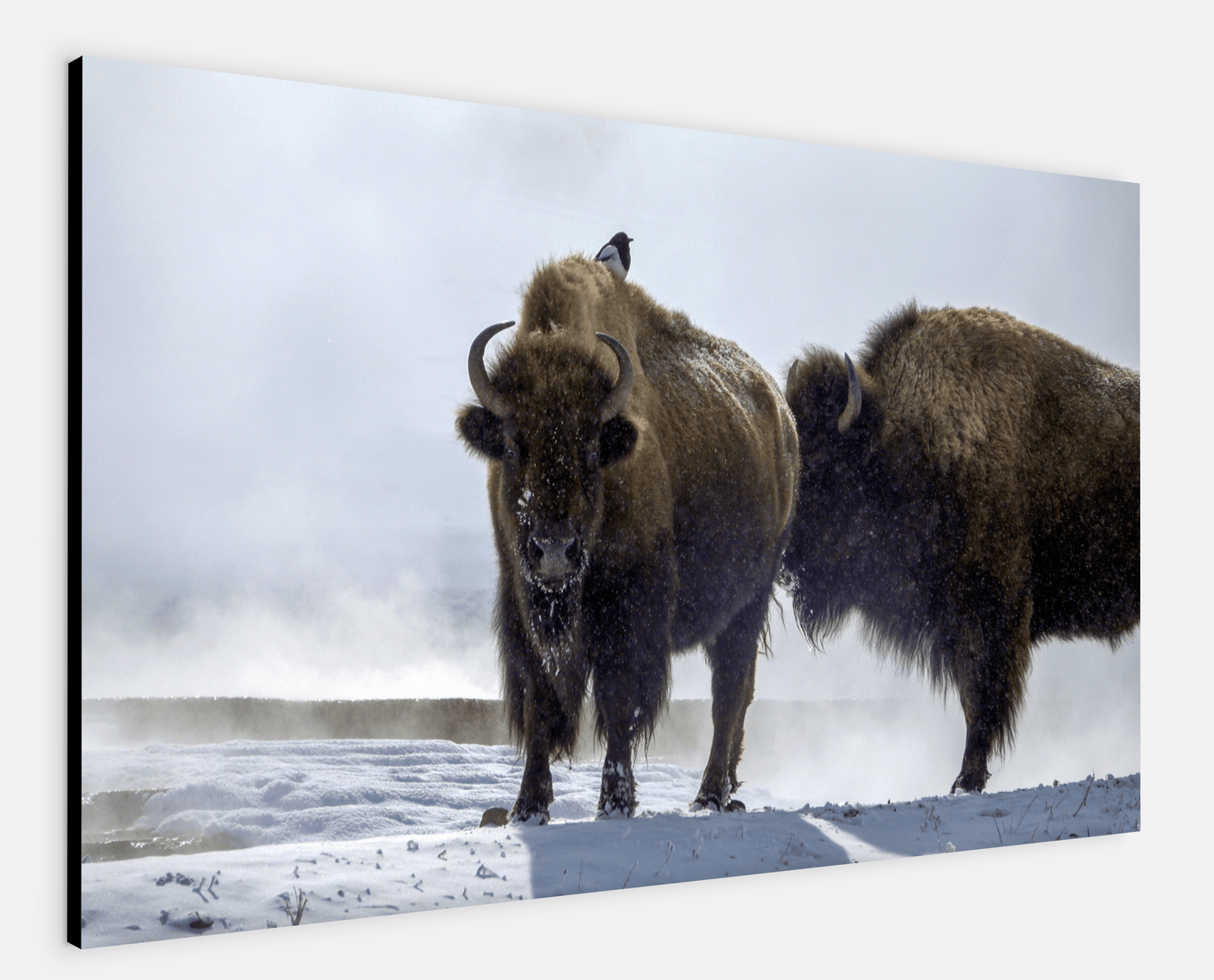 Bison Hot Springs Canvas Print (LIMITED 25 PRINTS)