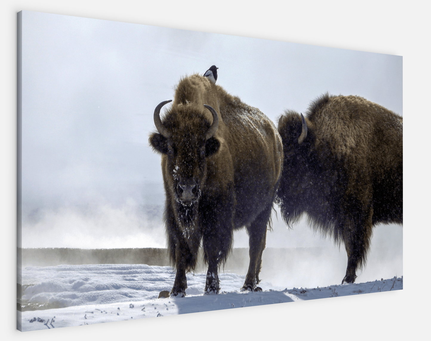 Bison Hot Springs Canvas Print (LIMITED 25 PRINTS)