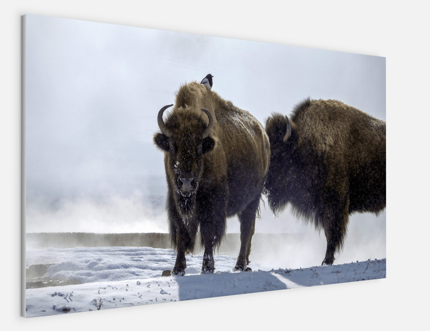 Bison Hot Springs Canvas Print (LIMITED 25 PRINTS)